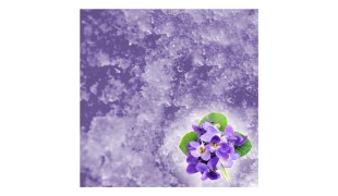 JELLY SPA Pedicure & Manicure Treatment Violet & Solute Set